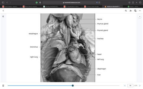 Vertebrates Flashcards Quizlet