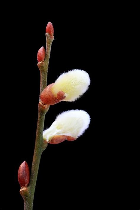 Amazon Pussy Willow Tree Cuttings To Plant Grow Stunning