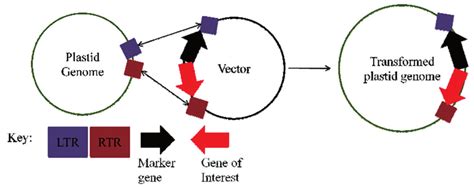 2 Foreign Gene Integration In Chloroplast Genome Through Homologous