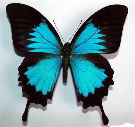 Offered for sale is one real Ulysses Swallowtail butterfly, Papilio ...