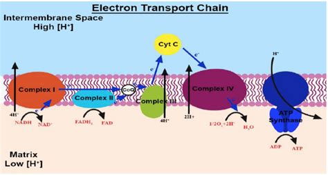 Electron Transport Chain Diagram Cellular Respiration