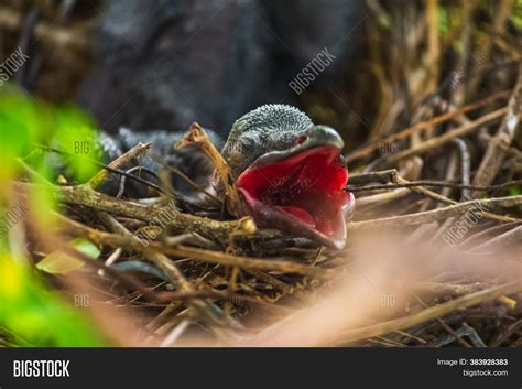 Baby Crow Lying Nest Image And Photo Free Trial Bigstock