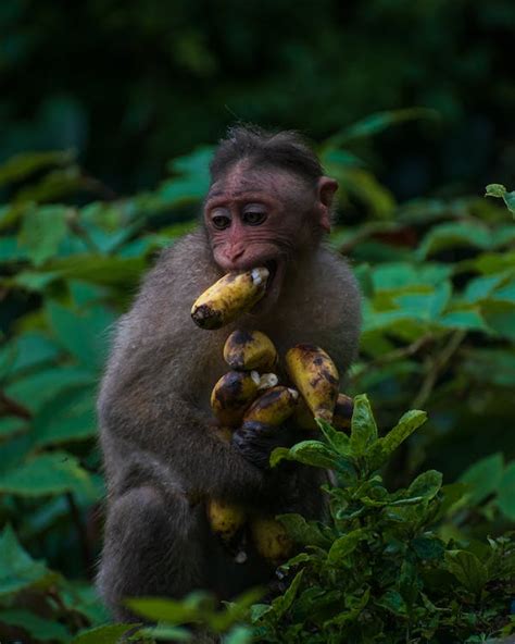 Monkey with Bananas · Free Stock Photo