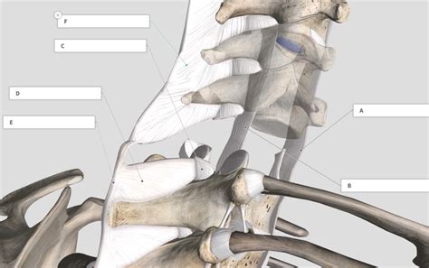 interspinus ligaments diagram quizlet