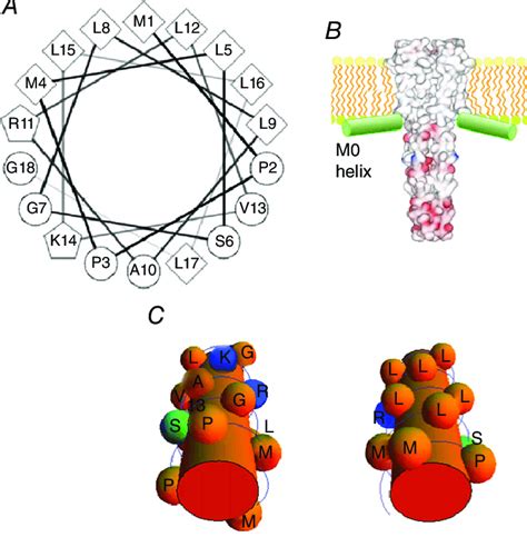 The Amphipathic M0 Helix As A Lipid Sensing Antenna A The Helical Download Scientific Diagram