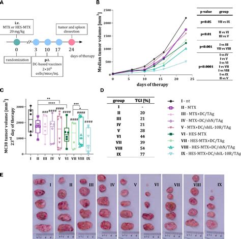 Frontiers Combined Therapy With Methotrexate Nanoconjugate And Dendritic Cells With