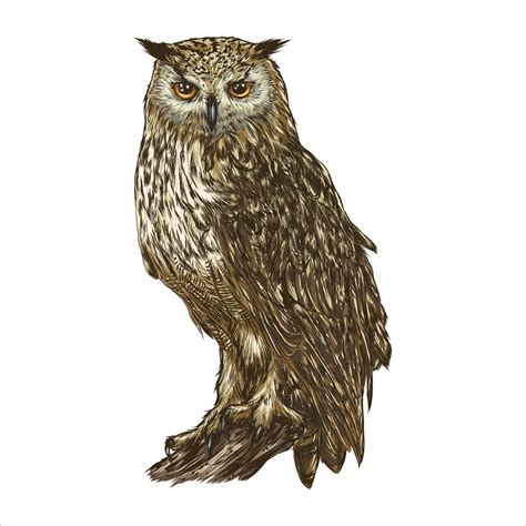 Great Horned Owl Realistic Bird Isolated On White Background Vector