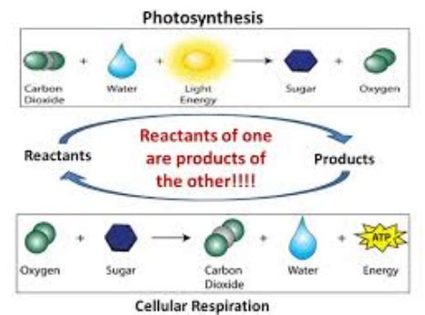 Cellular Respiration Reactants And Products Chart