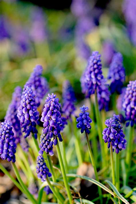 How to Plant and Grow Grape Hyacinth