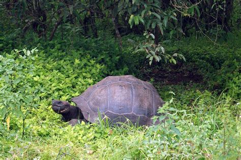 Chelonoidis Donfaustoi La Nueva Especie De Tortuga Gigante En