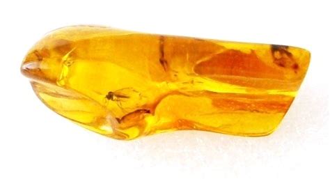 Происхождение янтаря