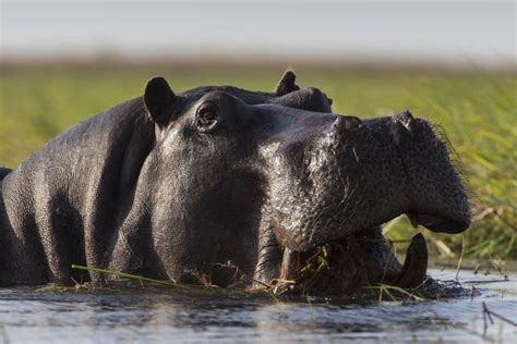 Hippopotamus Hippopotamus Amphibius Chobe River Botswana Editorial