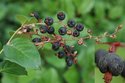 Gaultheria shallon | Landscape Plants | Oregon State University