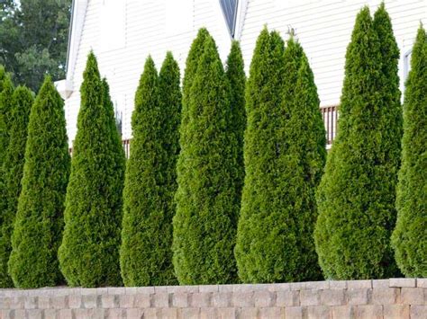 emerald green arborvitae  sale    buy plantingtree