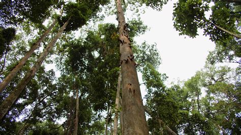 Tall Tropical Trees View From Below Forest With Tropical Trees