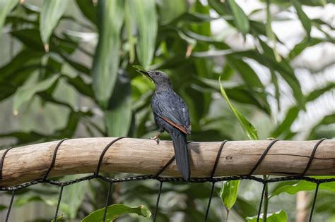 Bird Starling Red-Winged - Free photo on Pixabay - Pixabay