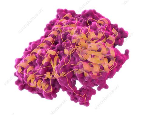 Transaminase Molecule, illustration - Stock Image - F031/7668 - Science Photo Library