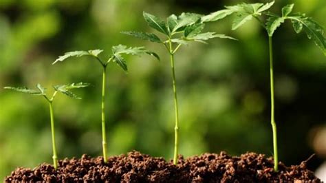 Do Plants Need Soil to Grow? #1 Best Facts to Know!