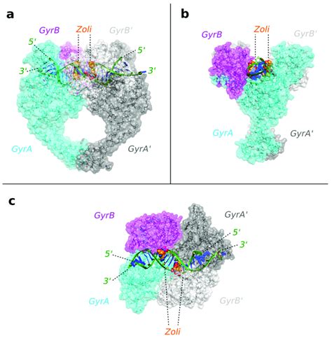 The 2 8 Å zoliflodacin crystal structure with S aureus DNA gyrase a