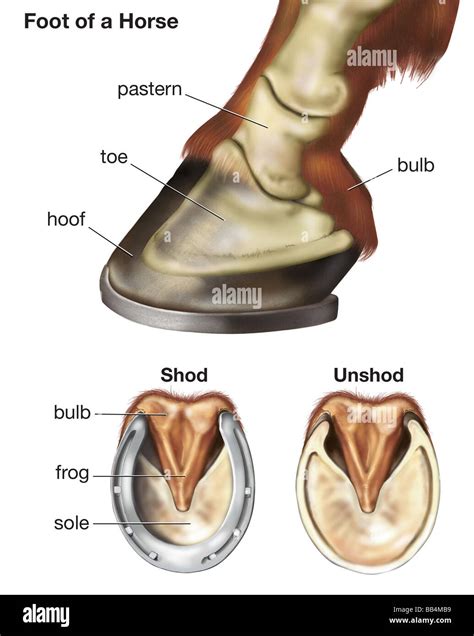 Horse Foot Bone Anatomy