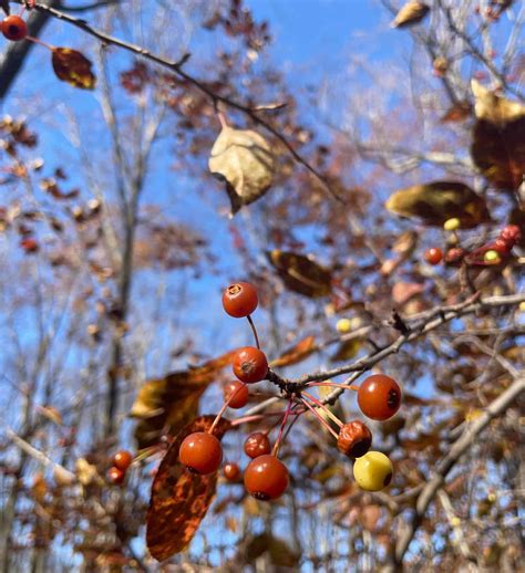 Crataegus spp. - Hawthorn - Eat The Planet