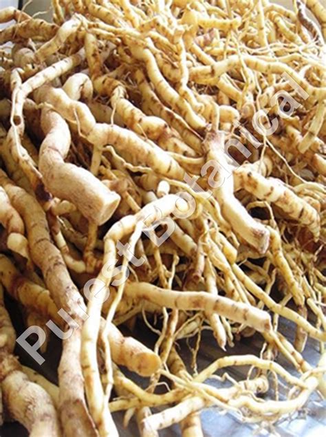 Mondia whitei / Mondia / roots 2.2lb / Bulk | Etsy