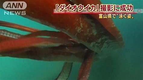 Four Metre Giant Squid Filmed Cruising Along In Japanese Harbour