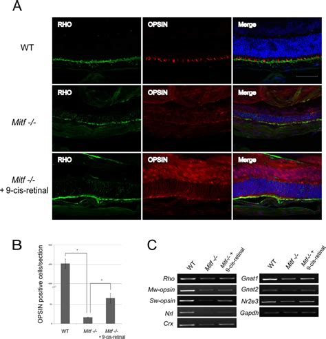 Photoreceptor cells and their related gene expression were maintained... | Download Scientific ...