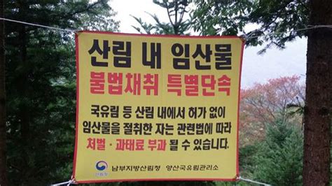 남부지방산림청 봄철 산림 내 불법행위 특별단속 네이트 뉴스