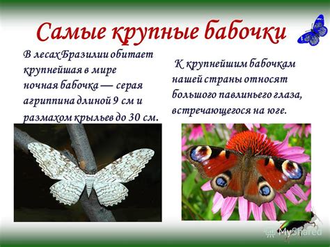 Интересные факты про бабочек для детей: Интересные факты о бабочках
