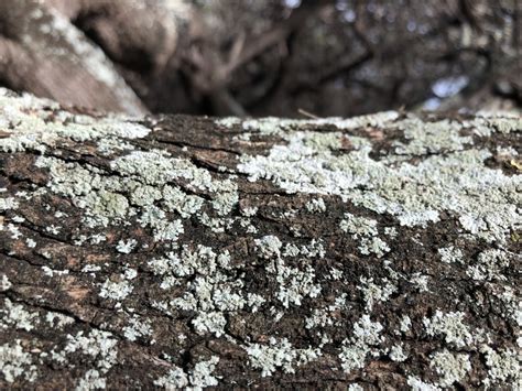 Common Lichens From Maui County Hi Usa On November At