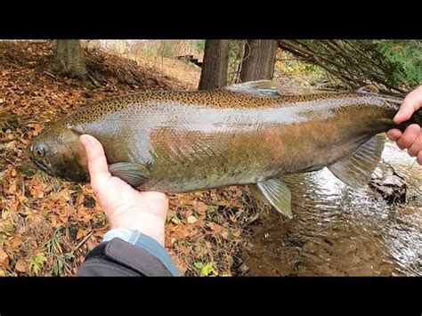 Bead Chasing COHO While Steelhead Fishing How To Tie Soft Bead Rig At