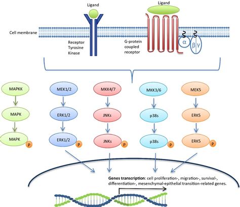 Ras Map Kinase Pathway