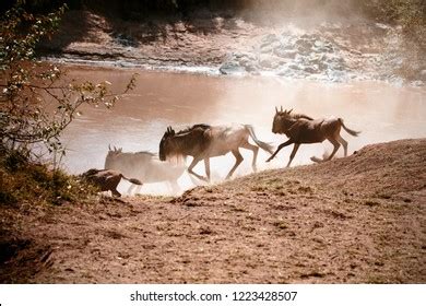 Masai Mara Migration Stock Photo 1223428507 | Shutterstock