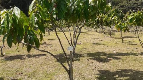 Minagri Identificar Los Recursos Gen Ticos De La Agrobiodiversidad