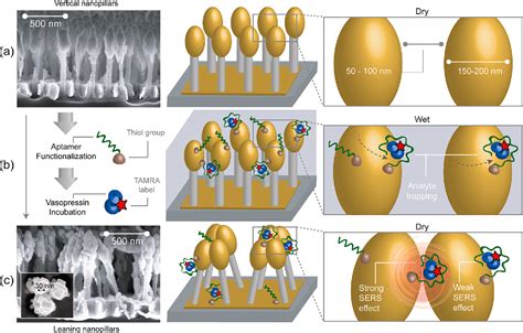 Figure 1 From Surface Enhanced Raman Spectroscopy Based Quantitative Bioassay On Aptamer