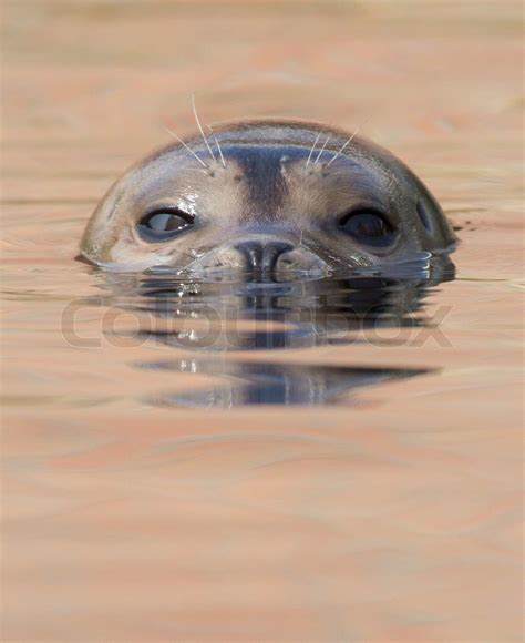 A common seal is swimming | Stock image | Colourbox