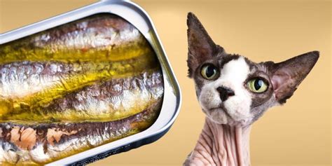 Can Cats Eat Salmon Everything You Need To Know