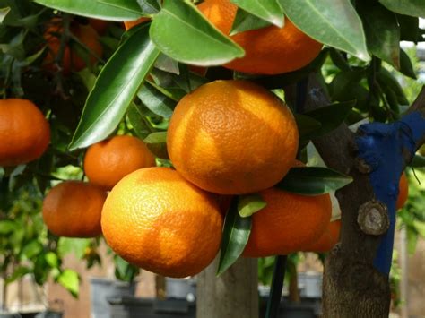 New Promising Seedless Mandarin Released In Spain