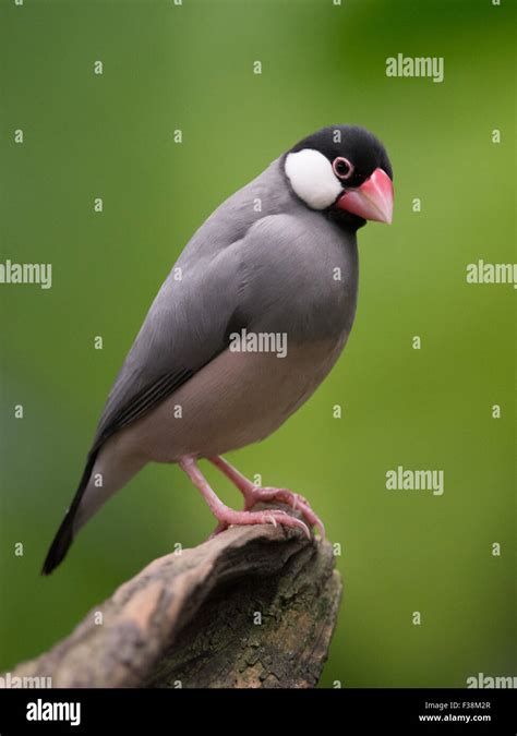 Java Sparrow Finch Lonchura Oryzivora Perched On Log Stock Photo