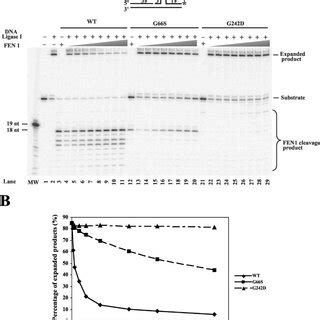 Endonucleolytic Defect Of Fen Allows Triplet Repeat Expansion A The