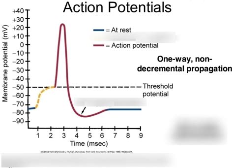 Brooks Action Potential Graph Diagram Quizlet