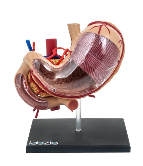 Buy Labzio Eisco Deluxe D Human Stomach Medical Anatomical Model With