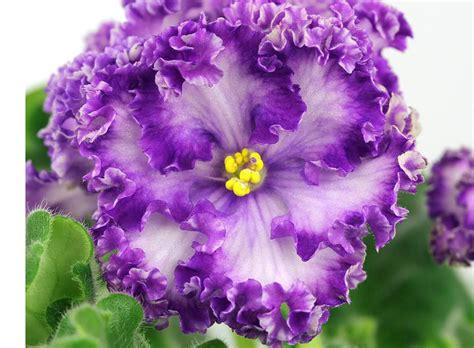 Фиалка Озерная Фея Фото И Описание – Telegraph