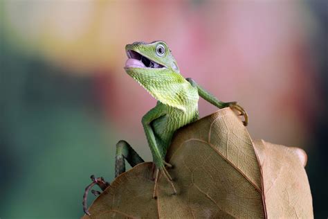 Top 10 Most Interesting Lizard Facts - PetSpot