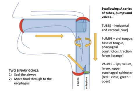 Dysphagia Week 2 Flashcards Quizlet