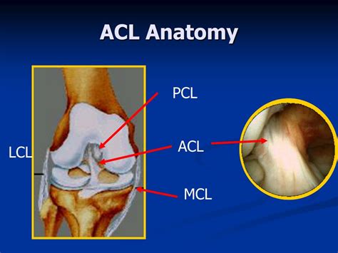 Diagram Of Acl And Mcl