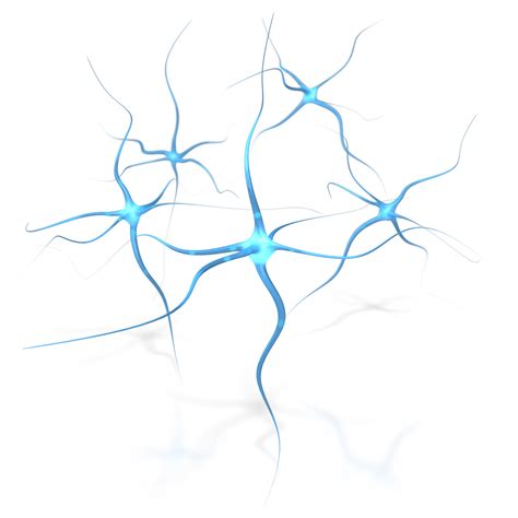 Blue Brain Neuron Flower Human Free Download PNG HD | Neurons, Brain ...