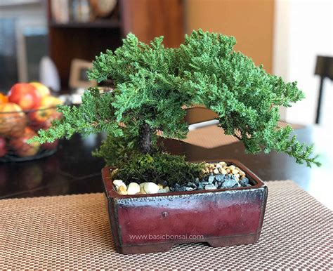 Bonsai Tree Types Beginners