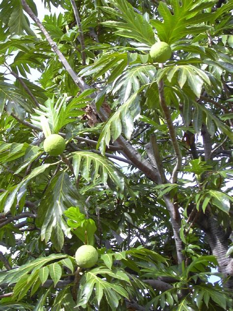 Árbol Del Pan Artocarpus Altilis Picturethis